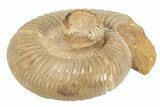 Two Polished Jurassic Ammonites (Perisphinctes) - Madagascar #248758-1